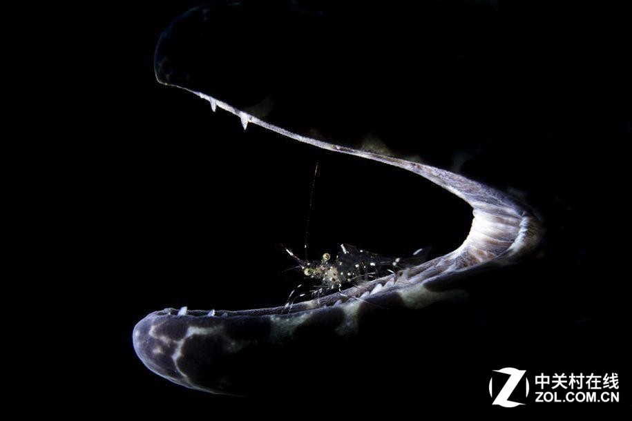 Ǳ磡2017ˮӰƷ